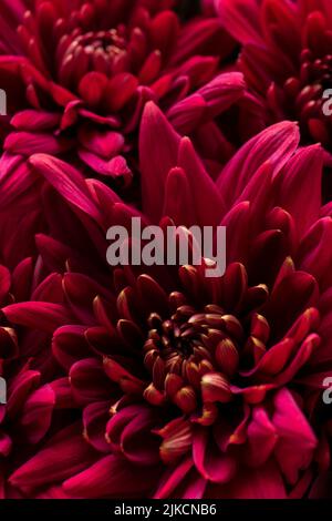 Burgundy chrysanthemum flowers on a white background Stock Photo