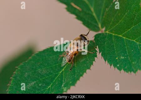 A drone fly sitting on a blackberry leaf with a gray background Stock Photo