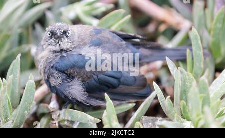 Brewer's Blackbird, Juvenile Male. San Mateo County, California, USA. Stock Photo