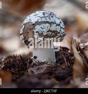 A flawless young Amanita excelsa mushroom Stock Photo
