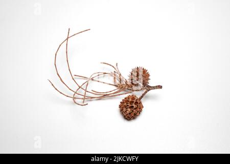 Dry pine seeds (casuarina equisetifolia) Asia tree in the tropical beach, whistling pine tree isolated on white background Stock Photo