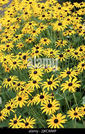 Garden full of beautiful black eyed susan flowers Stock Photo - Alamy