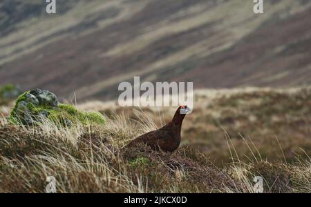 A closeup of a red grouse, Lagopus lagopus scotica. Stock Photo