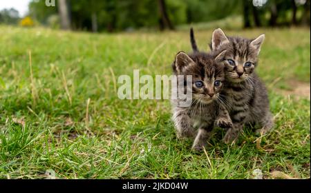 Two little kittens on green grass Stock Photo