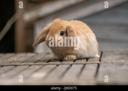 Fawn Mini Lop Stock Photo