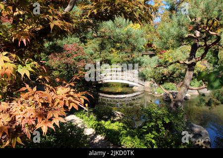 A Japanese Maple Tree, shrubs and Evergreen trees creating a natural frame around a wood bridge spannin a pond in a Japanese Garden in Rockford, Illin Stock Photo