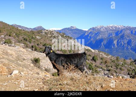 Goats in front of the taurus mountains in turkey near the city antalya Stock Photo