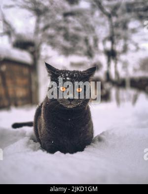 Gray Cat with Orange Eyes Sitting in Deep Snow Stock Photo