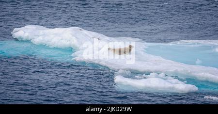 Close up of  seal on iceberg near Greenland with stunning blue aquamarine colour Stock Photo
