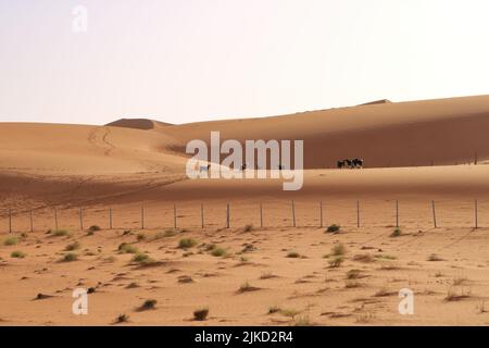 Goats fence under desert dunes wahiba sands in the Oman Stock Photo