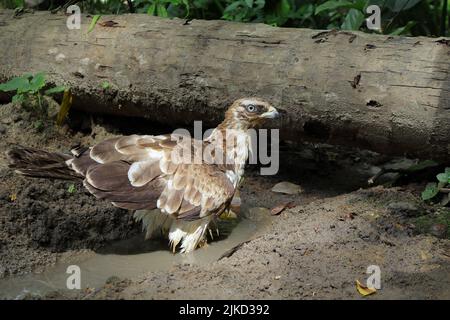 A Crested Hawk Eagle or Changeable Hawk Eagle is on a small dirty channel of water and looking straight at the camera Stock Photo