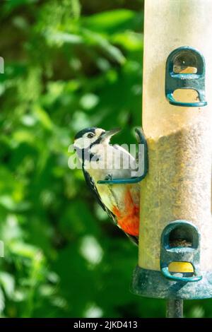 Great Spotted Woodpecker ( Dendrocopos major ) feeding at a birdfeeder at Adel Dam Nature Reserve. Stock Photo