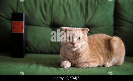 sit on sofa and book yellow cat background green Stock Photo