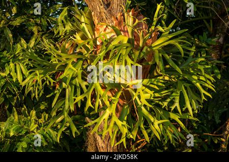 Platycerium bifurcatum. The names “staghorn fern” and “elkhorn fern” are often used interchangeably, although called elkhorn ferns bifurcatum. Stock Photo