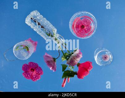 Purple funnel-shaped flowers of lavatera - flowering plants in the family malvaceae, lavatera trimestris Stock Photo