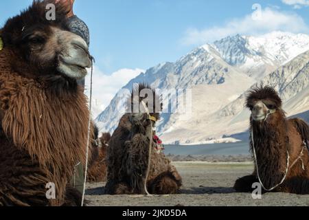 Double Hump Unique Camels In Nubra Valley, Ladakh Leh, On Of The The Top Best Tourist Destinations. Tourists Enjoy The Natural Scenic View With Camel Stock Photo