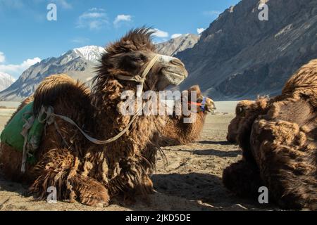 Double Hump Unique Camels In Nubra Valley, Ladakh Leh, On Of The The Top Best Tourist Destinations. Tourists Enjoy The Natural Scenic View With Camel Stock Photo