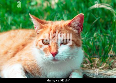 A close-up shot of an adorable cat with red fur laying on the grass Stock Photo