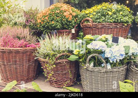 Heather, chrysanthemum, hydrangea and other autumn flowers in pots in flower shop. Halloween and Thanksgiving fall season decoration with flowers in trendy rattan baskets Stock Photo