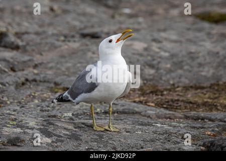 Common gull or Larus canus calling Stock Photo