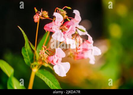 Flower Impatiens Balsamina, commonly known as balsam, rose balsam, touch-me-not or spotted snapweed. Stock Photo