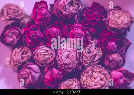 flower composition defocused dry pink rose filter Stock Photo