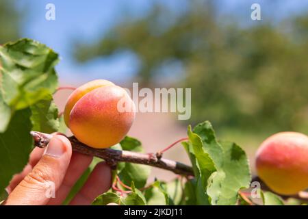 Apricot tree with apricots on the branch. Summer fruits. Woman holding a tree branch for collecting fruits. Stock Photo