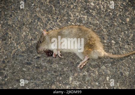 Brown rat Rattus norvegicus run over. The Nublo Rural Park. Tejeda. Gran Canaria. Canary Islands. Spain. Stock Photo