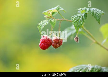 Ripe and unripe raspberries on a branch close up. Red raspberry growing on a bush on green and yellow blurred background Stock Photo