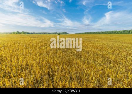 Dry grass on the field at sunset. Stock Photo