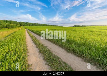 Dry dirty road in the field at sunset. Stock Photo