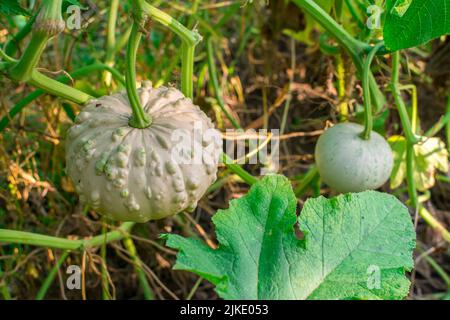 Two young decorative warty pumpkins on a bush in the garden. Agricultural season, agricultural concept. Harvesting. Stock Photo