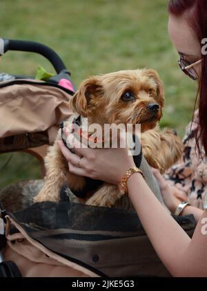 A young woman talks to her pet dog being transported in a baby carriage in Santa Fe, New Mexico. Stock Photo