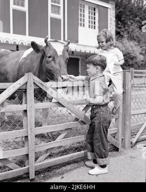 1960s LITTLE BOY AND GIRL IN BARNYARD BY FENCE BOY REACHING OUT TO COW OR BULL BEHIND A FENCE - j11326 HAR001 HARS COTTON LIFESTYLE FEMALES BROTHERS BARN RURAL COPY SPACE FRIENDSHIP FULL-LENGTH HALF-LENGTH COW PERSONS FARMING MALES SNEAKERS SIBLINGS DENIM SISTERS AGRICULTURE B&W SUMMERTIME ADVENTURE AND EXCITEMENT FARMERS COWS OPPORTUNITY SIBLING FRIENDLY OR BLUE JEANS GROWTH INFORMAL SEASON TOGETHERNESS TWILL BARNYARD BLACK AND WHITE CASUAL CAUCASIAN ETHNICITY HAR001 OLD FASHIONED Stock Photo