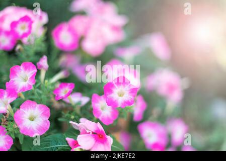 Bicolor pink and white flowers of petunias in sunlight. Selective focus. Stock Photo