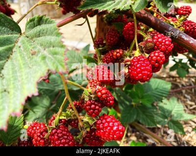 Blackberries ripening on the vine Stock Photo