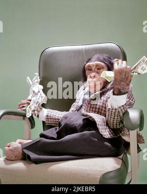 1960s CHIMPANZEE WEARING BUSINESS SUIT SITTING IN OFFICE CHAIR HOLDING MONEY $ BILLS BUNCH OF CASH IN EACH HAND - kz783 HAR001 HARS CONFIDENCE FINANCIAL DOUGH SUCCESS HUMOROUS HAPPINESS MAMMALS EXCITEMENT LOW ANGLE WEALTH COMICAL OPPORTUNITY APES OCCUPATIONS RICHES BUNCH CAPITAL CHIMPS ANTHROPOMORPHISM CONCEPTUAL COMEDY ASSETS BANK NOTES CHIMPANZEES FUNDS MAMMAL PRIMATE SOLUTIONS HAR001 OLD FASHIONED Stock Photo