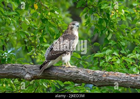 Red-tailed Hawk  (Buteo jamaicensis) Stock Photo