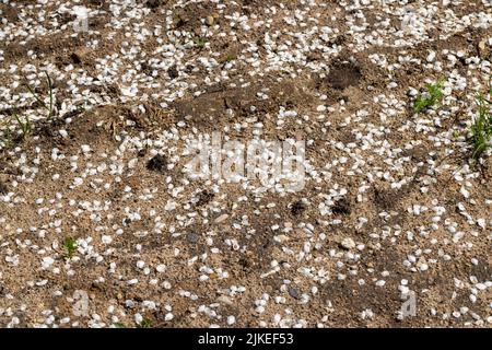 fallen to the ground white petals from cherry plum fruit trees, soil in white petals after cherry plum blossoms Stock Photo