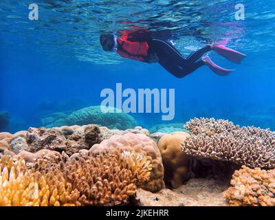 Indonesia Anambas Islands - Women snorkeling in coral reef Stock Photo