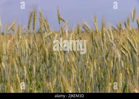 A field with unripe wheat in the summer season , the summer time of the year in a field with ripening grain wheat Stock Photo