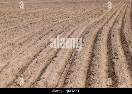 A field with furrows in which potatoes grow, an agricultural field ...