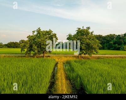 Two trees and irrigation channel through green rice fields in summer Stock Photo