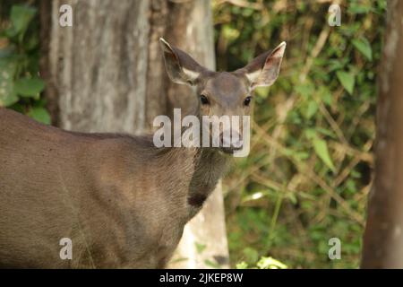 Sambar Deer in Nagarhole National Park, India Stock Photo