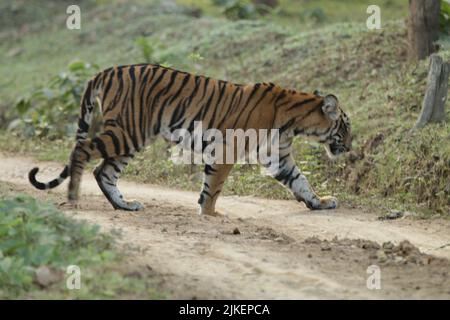 Tigers In Nagarhole National Park Stock Photo