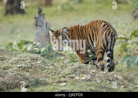 Tigers In Nagarhole National Park Stock Photo