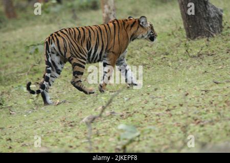 Tigers In Nagarhole National Park Stock Photo