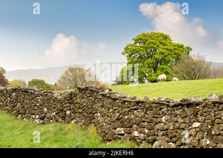 Dry Stone Wall in the Yorkshire Dales, UK. Focus is on wall, may be best at small sizes. Stock Photo