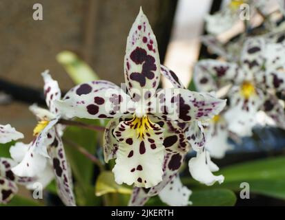 Beautiful white and dark speckled Intergeneric Oncidium hybrid orchid flower Stock Photo