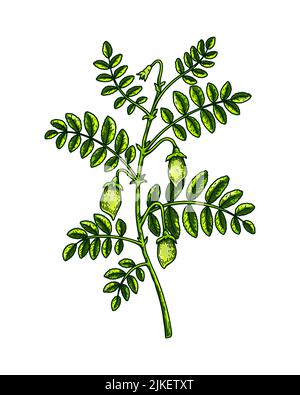 Hand drawn chickpeas branch with leaves and  pods. Colorful botany vector illustration in sketch style Stock Vector